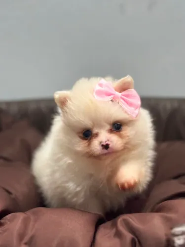 Spitz/Lulu