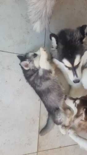 Husky Siberiano