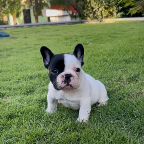 Bulldog francês fêmea