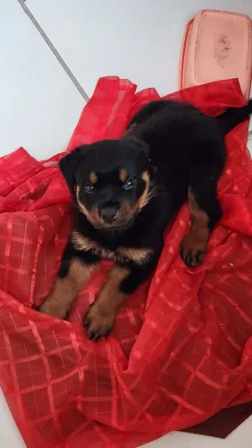 Filho de Rottweiler