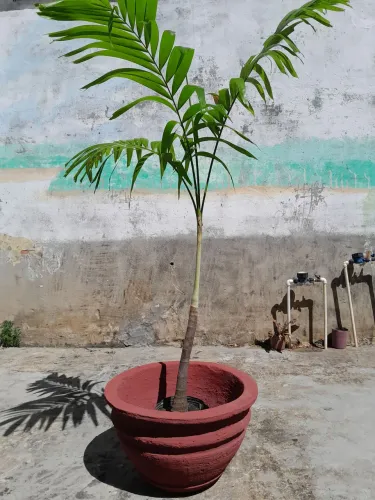 Vaso rústico de cimento