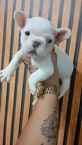 Cachorro