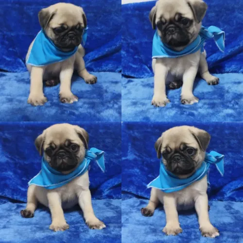 Pug