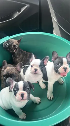Vendo Buldog Francês