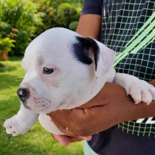 Fêmea AMERICAN BULLY MICRO sangue puro com pedigree