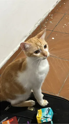 DOA-SE GATINHOS