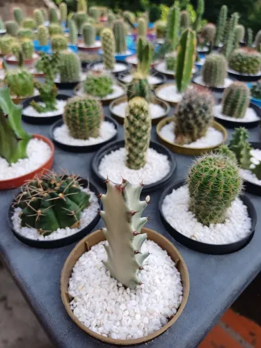 Cactos para lembrancinhas