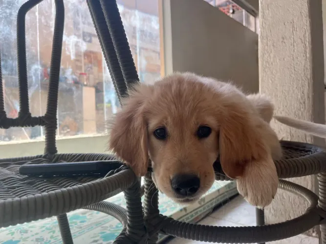 Filhote de Golden Retriever
