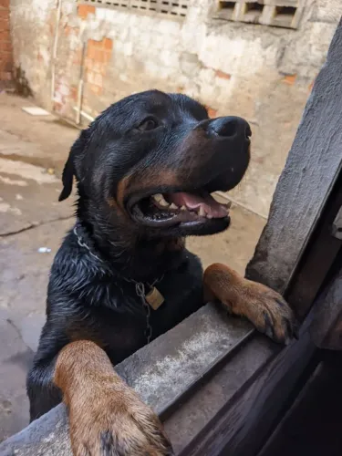 Doação de um Rottweller. 