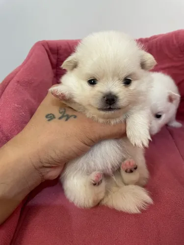 Lulu da Pomerania macho 