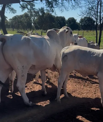 BOI REPRODUTOR P.O.