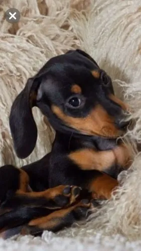 Dachshund Acrescenta Diversão À Sua Rotina