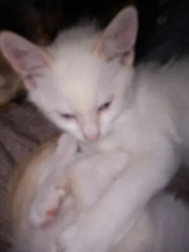Filhotes de gatos pra doar