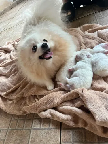 Spitz macho branco