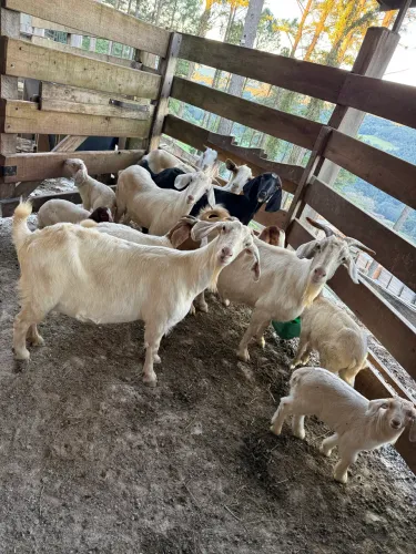 Vendo Cabra Saanen