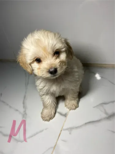 Cachorro 