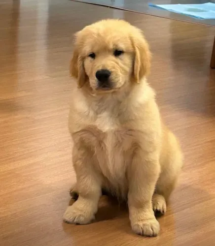 Filhote Golden Retriever Macho - Lindo e Saudável