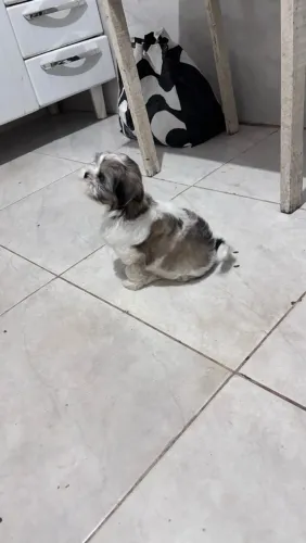 Shih tzu