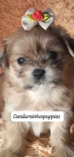Lhasa apso lindos bebes disponíveis