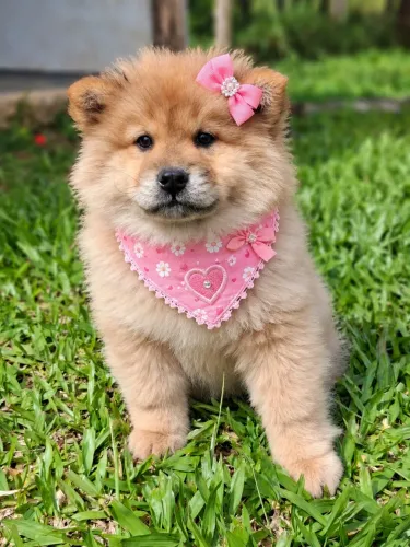 Filhote de Chow Chow fêmea perfeita!
