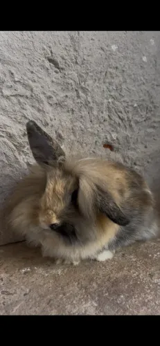 Coelho MINI LION COM MINI LOP