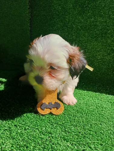 Lhasa Apso machos filhote