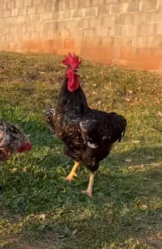 Galo Gsb 