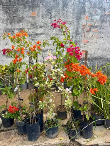 Buganvile primavera