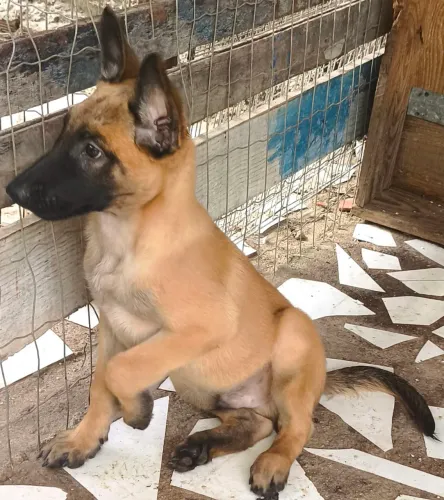 Filhote de Pastor Malinois