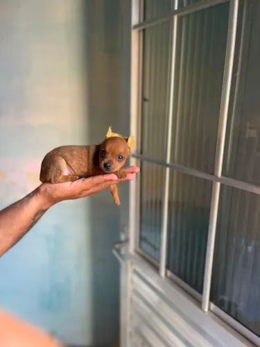 Pinscher fêmea minúscula