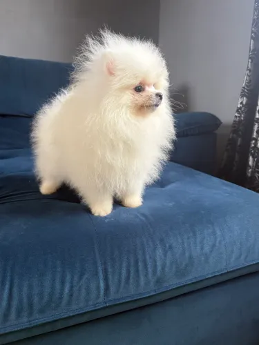 Lulu da Pomerania 