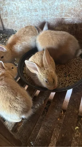 Filhotes de coelhos 