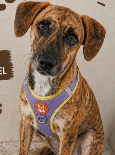Cachorro adoção responsável 