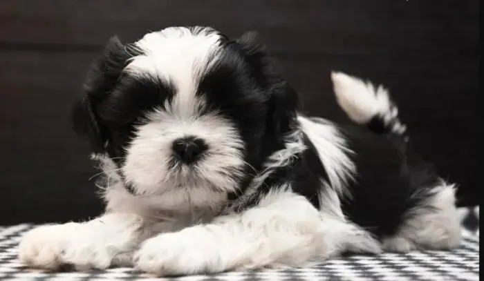 Shih tzu fêmeas lindas bebês entregamos vacinada