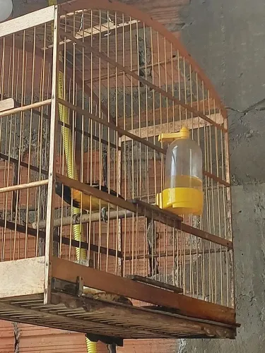 Gaiola linda troco em galinhas
