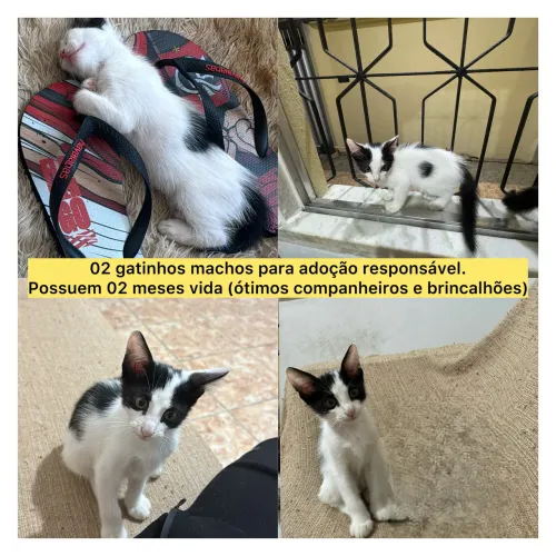 Lindos gatinhos machos para adoção (02 meses)