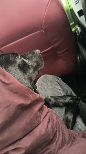 Doação de cachorra