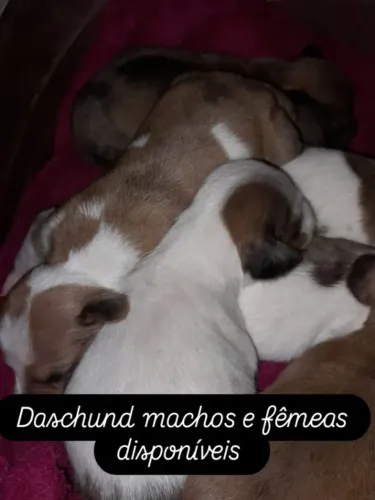 Disponível Daschund salsicha macho e fêmea 