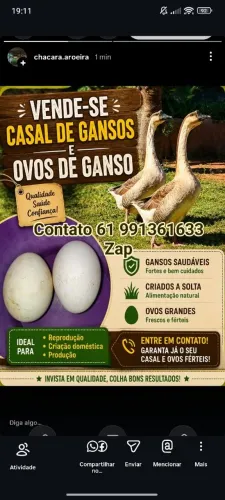 Gansos 
