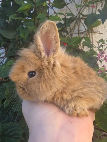Lindos mini coelhos e coelhos Netherland Dwarf disponíveis