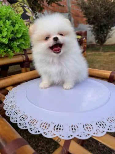 Spitz lulu da Pomerânia