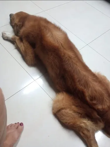 Cachorrinho para Doação 