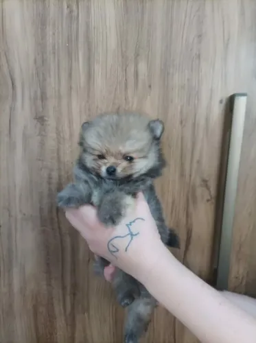 Lulu macho anão ursinho