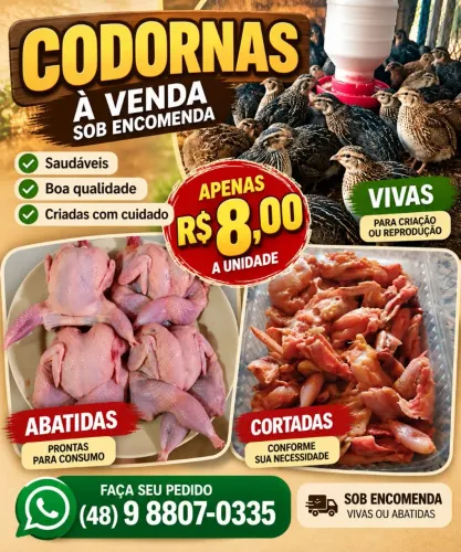 Vendo codornas