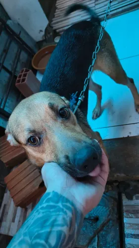Doa-se Cachorro
