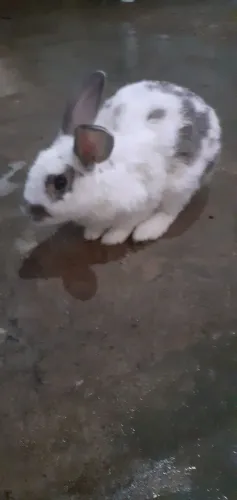 Coelhos 