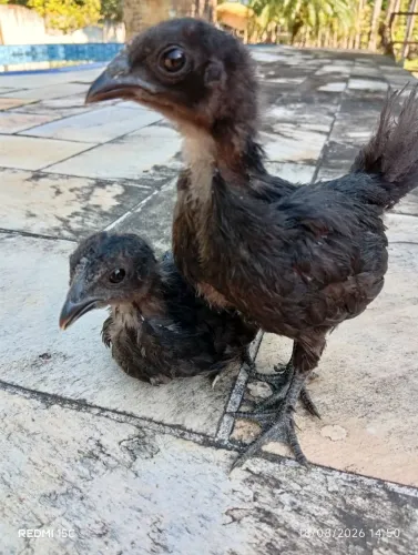 Galinha Aym Cemani