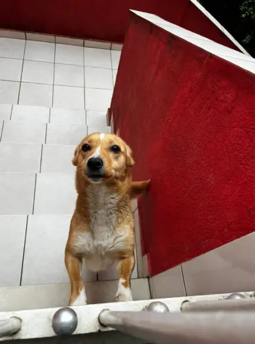 Cachorrinha para adoção