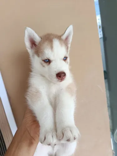 Filhote de Husky Siberiano