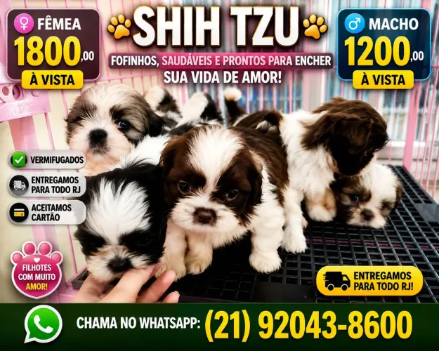 Shih tzu macho e femea raça pura legítimos